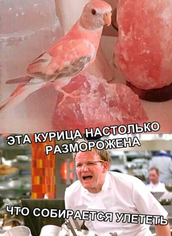 Шутки и прикольные картинки Шутки и прикольные картинки