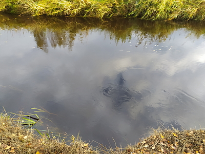 Подъёмы уровней воды в реках прогнозируют на Кубани