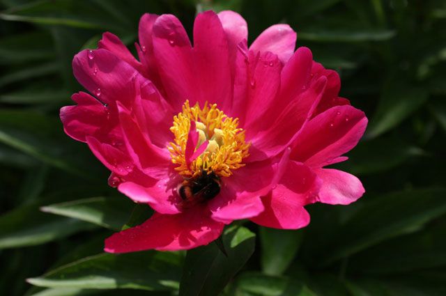 'Rumba'