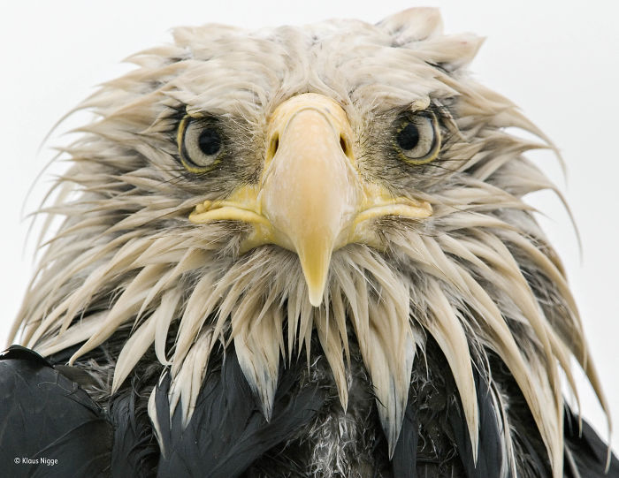 'Bold Eagle' By Klaus Nigge, Germany, Animal Portraits Finalist