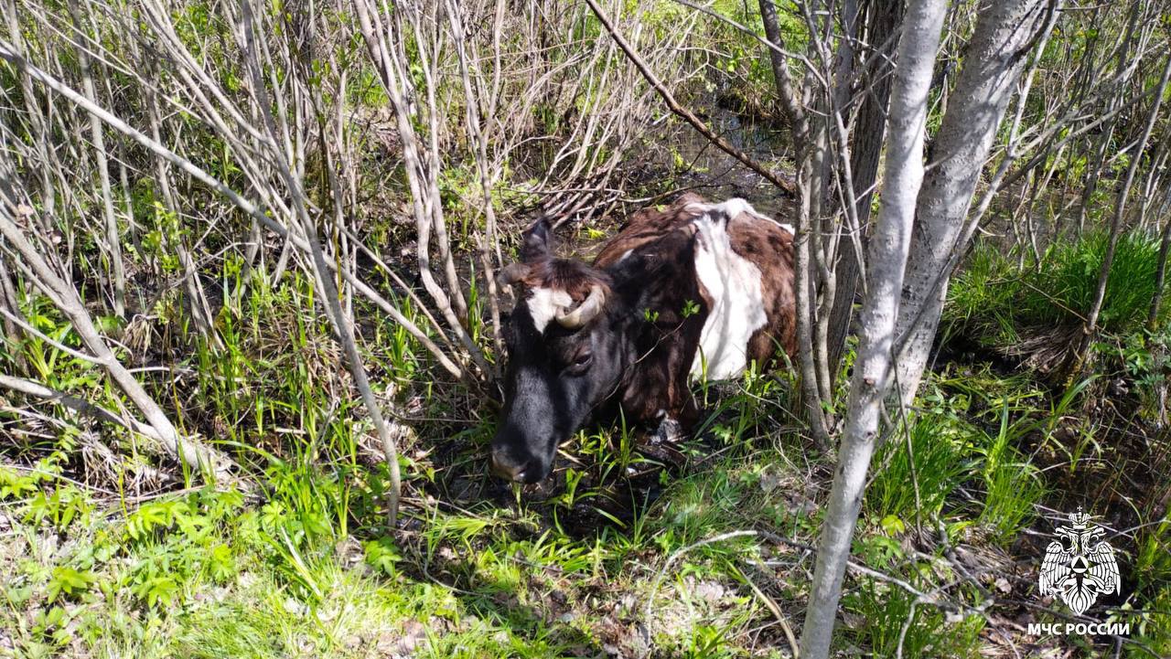 В Тверской области сотрудники МЧС помогли попавшей в беду корове