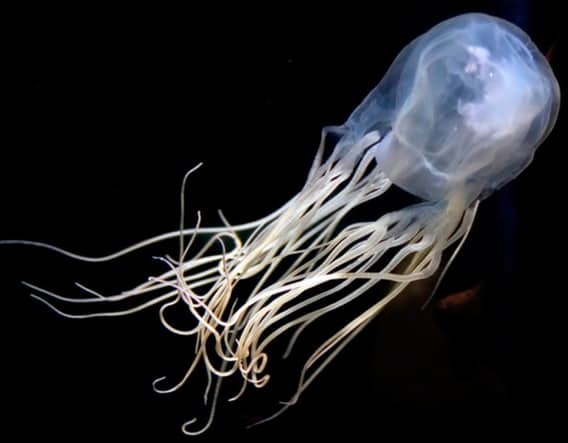 Кубовидные медузы животные, природа, смерть, яды