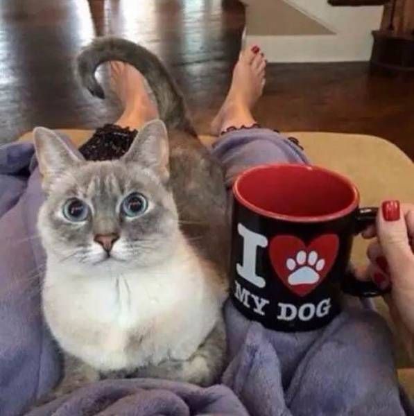 Прикольные картинки. Дневной выпуск (51 фото)