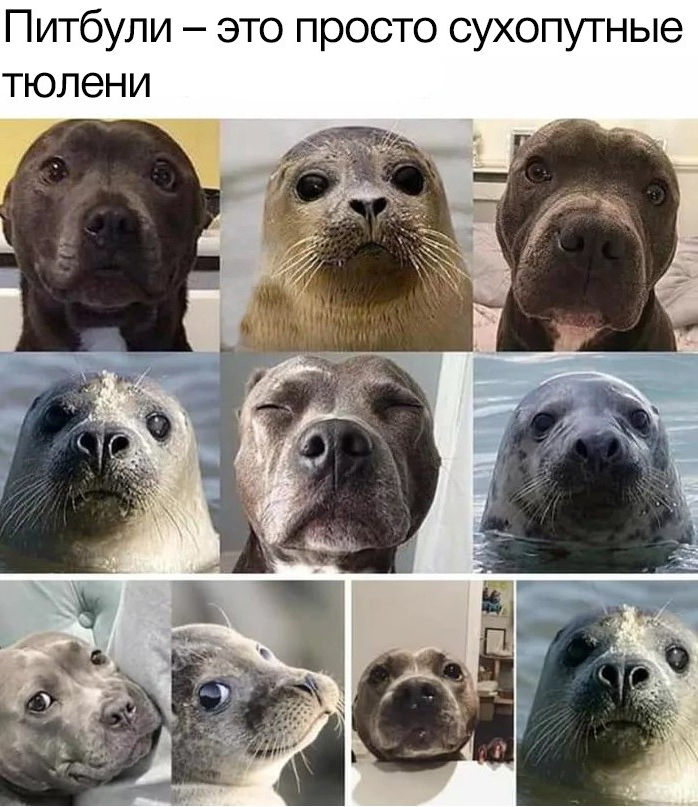 Немного мемов Немного мемов