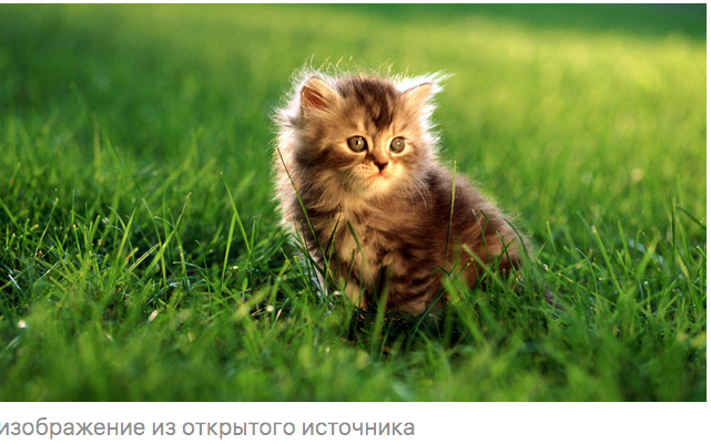 Кот для забот Кот для забот Петрович, Петровича, Степанида, пенсионер, ничего, квартире, както, когда, больше, переноски, Петровичу, совсем, потом, опять, давно, минут, совершенно, только, через, недели