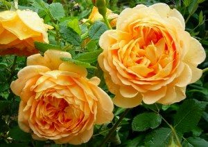 английские розы Остина