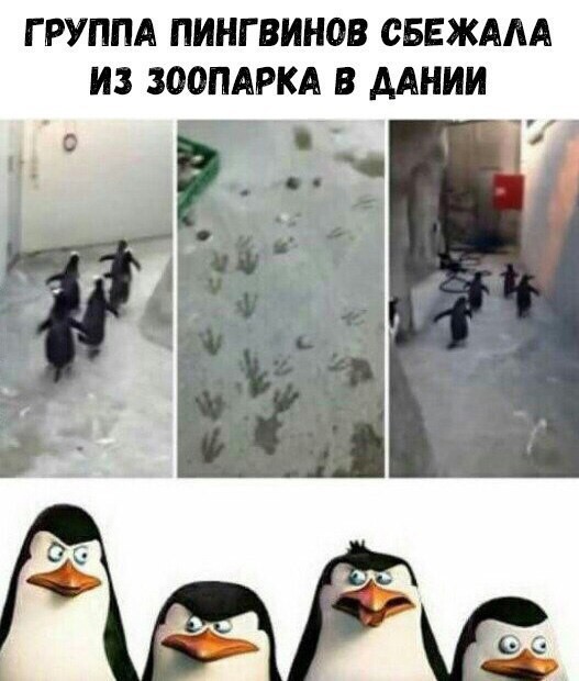 Смешные картинки с надписями прикол, юмор