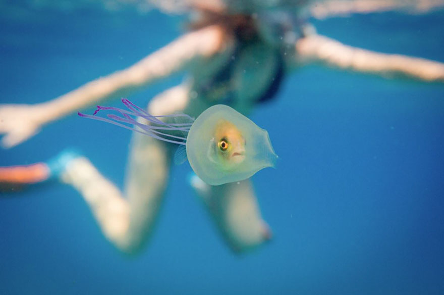 рыба внутри медузы