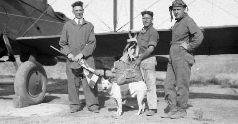 Собаки-парашютисты Второй мировой войны вторая мировая, вторая мировая война, история, собаки