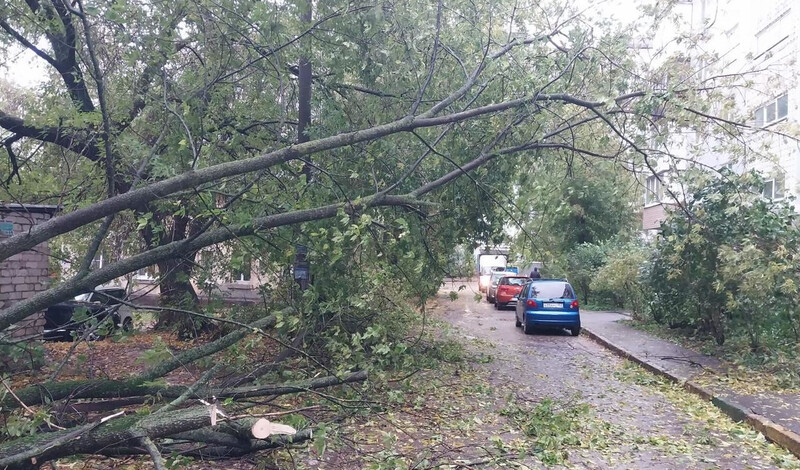 Более 10 деревьев повалил сильный ветер в Нижнем Новгороде