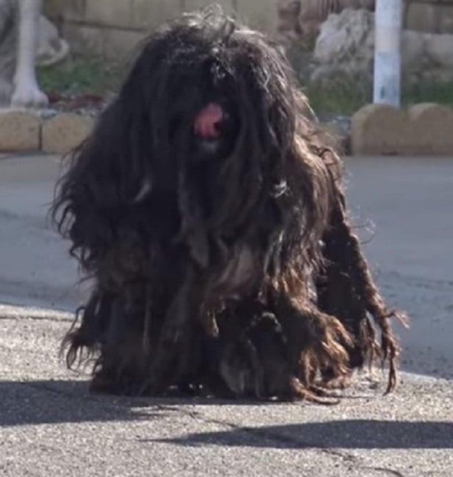 Заросшая собака