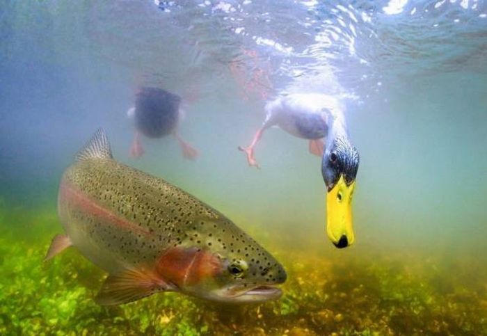 Подборка картинок. Вечерний выпуск (68 фото)