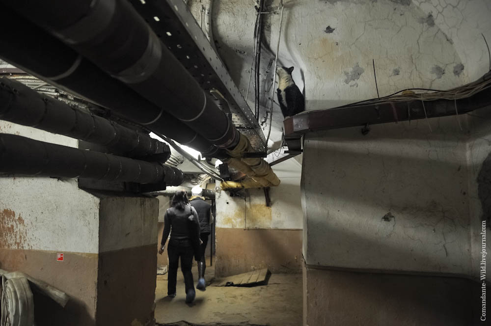 кошачий подвал в эрмитаже. полуподвальный этаж зимнего дворца. эрмитаж подвал кошки. подземелье бункер подвал эрмитажа зимний дворец. подвалы эрмитажа.