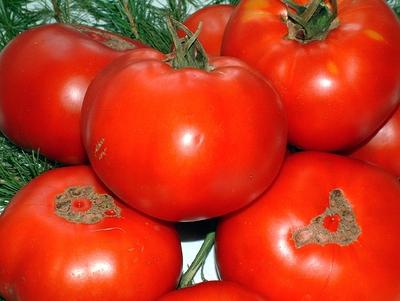 Почти 40 тонн заражённых томатов из Турции не пустили в Нижний Новгород