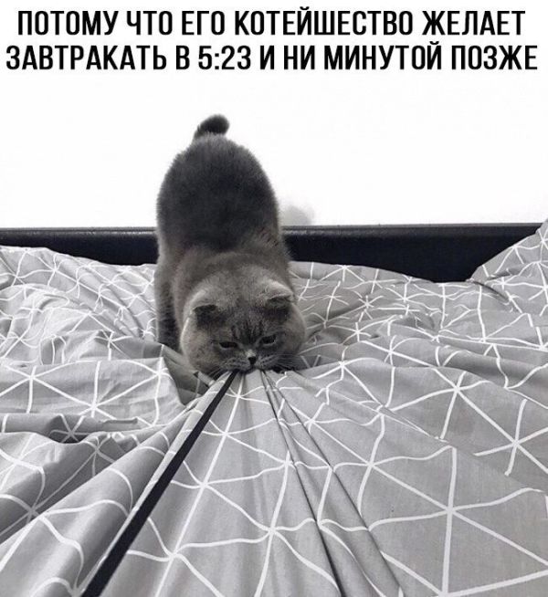 Веселые картинки с надписью на утро (11 фото)