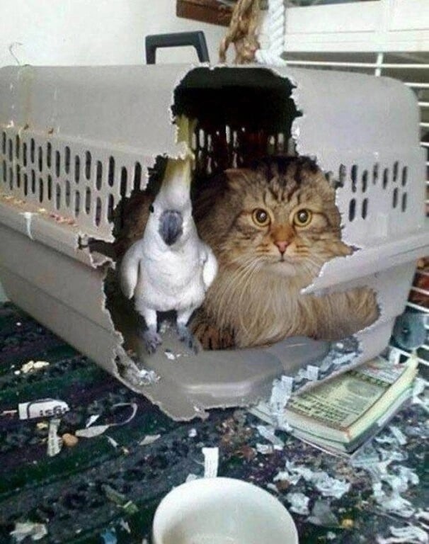 ЧУРЧХЕЛА ЧУРЧХЕЛА