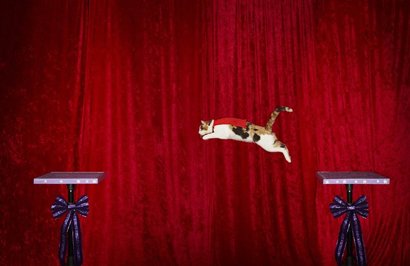 2. Самый длинный прыжок кошки забавные, рекорд гинесса