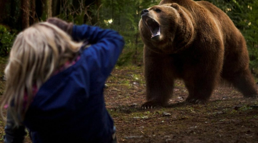 Что делать, если на вас напал медведь бурый медведь,выживание,выживший,гризли,животное,зверь,лес,медведь,медведь-людоед,нападение медведя,охота,Тренинг