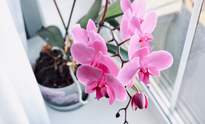 Как помочь орхидее перенести жаркое лето комнатные растения,цветоводство