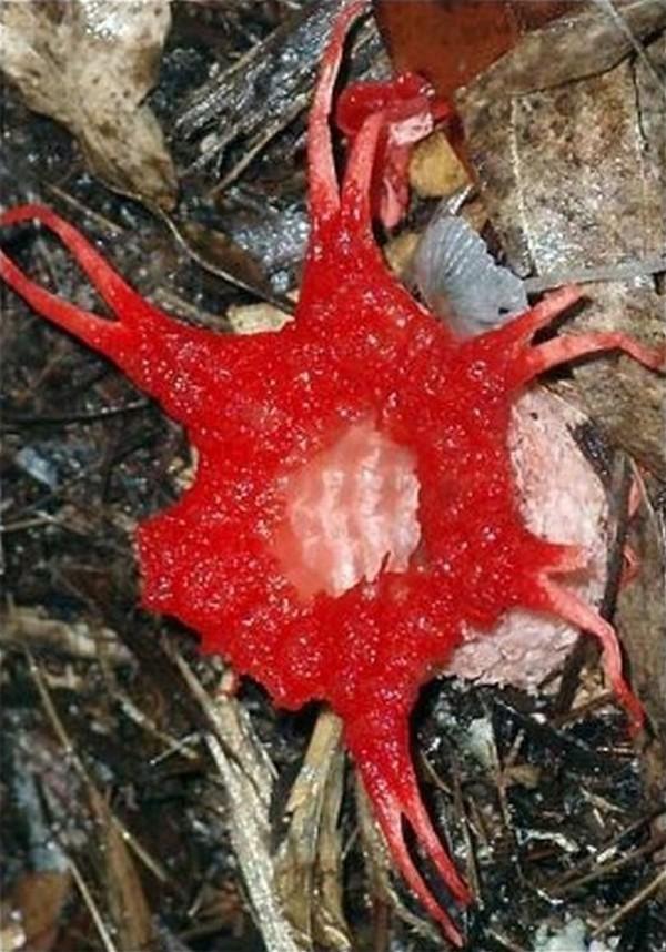 Самые жуткие растения в мире, которые растут, возможно, у вашего дома Самые жуткие растения в мире, которые растут, возможно, у вашего дома природа,растения,цветы