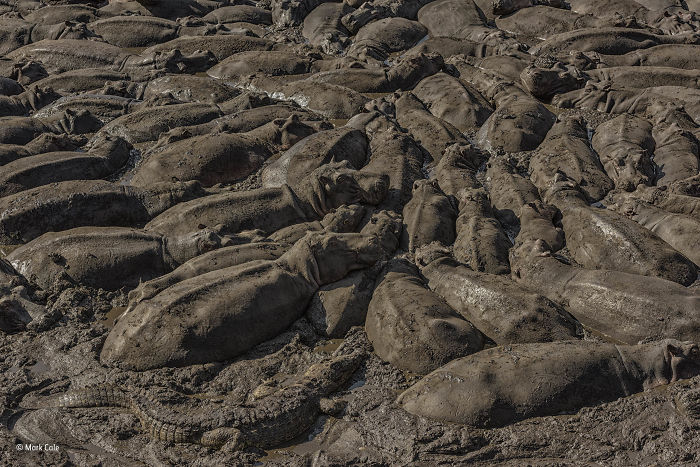 'The Mud Crowd' By Mark Cale, UK, Animals In Their Environment Finalist