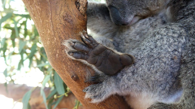 Отпечатки пальцев коал идентичны человеческим. интересное, факты