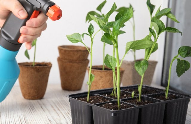 Забор из перца в московской квартире: городской фермер делится опытом Забор из перца в московской квартире: городской фермер делится опытом огород