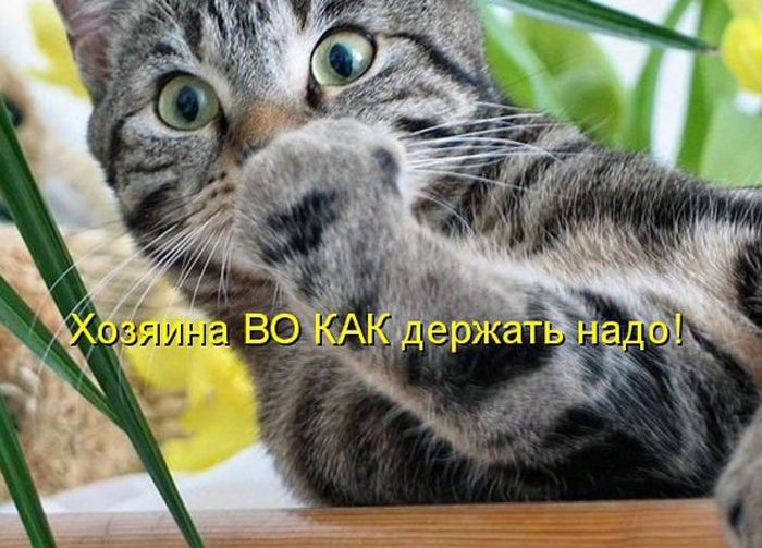 Прикольные и смешные картинки с подписями, днем рождения