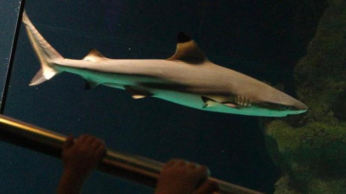 Морская хищница — акула-лисица