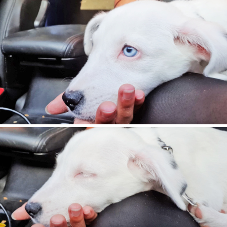 20+ доказательств того, что подарить бездомным животным новую жизнь — бесценно животные,жизнь,общество,приюты