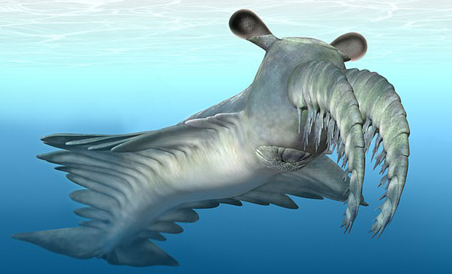 Ученые нашли доисторическую акулу с бивнями, которая плавала 500 миллионов лет назад Культура