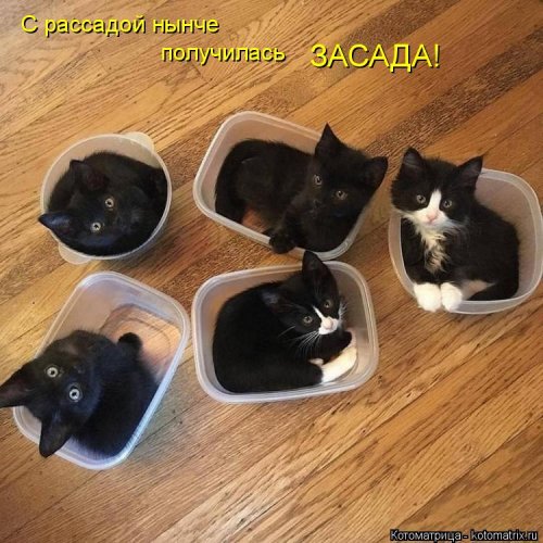 Лучшая котоматрица недели на 17 марта 