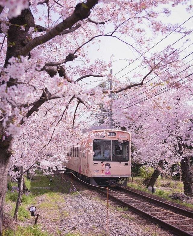7. В сезон цветения сакуры на каждом шагу можно встретить подобные пейзажи Их нравы, интересно, традиции, фото, япония
