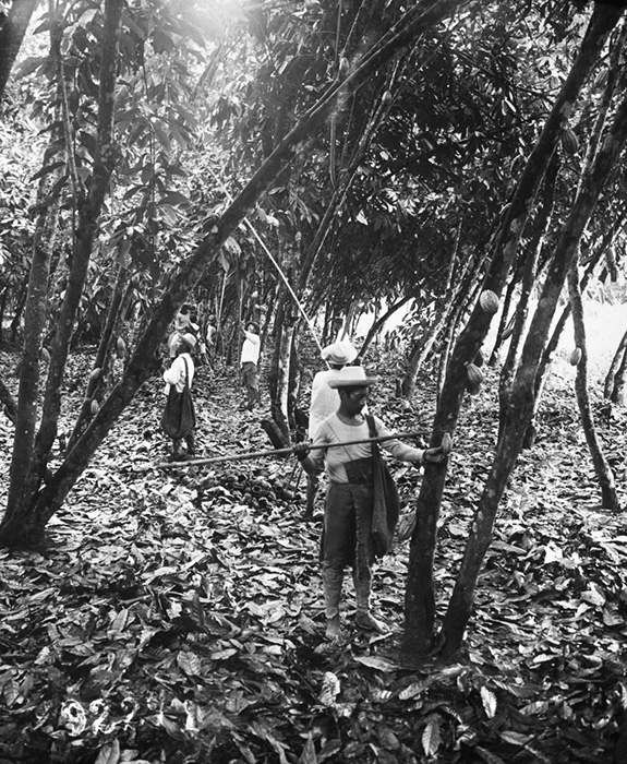 Рабочие собирают стручки какао.