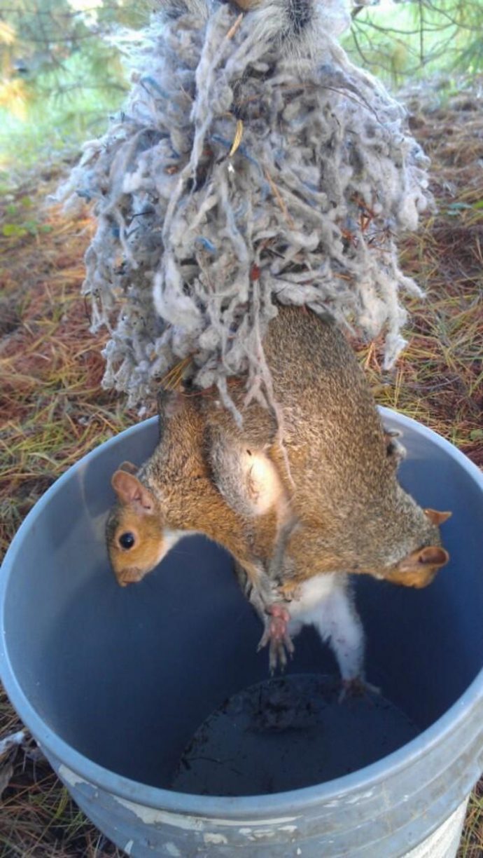 squirrel6