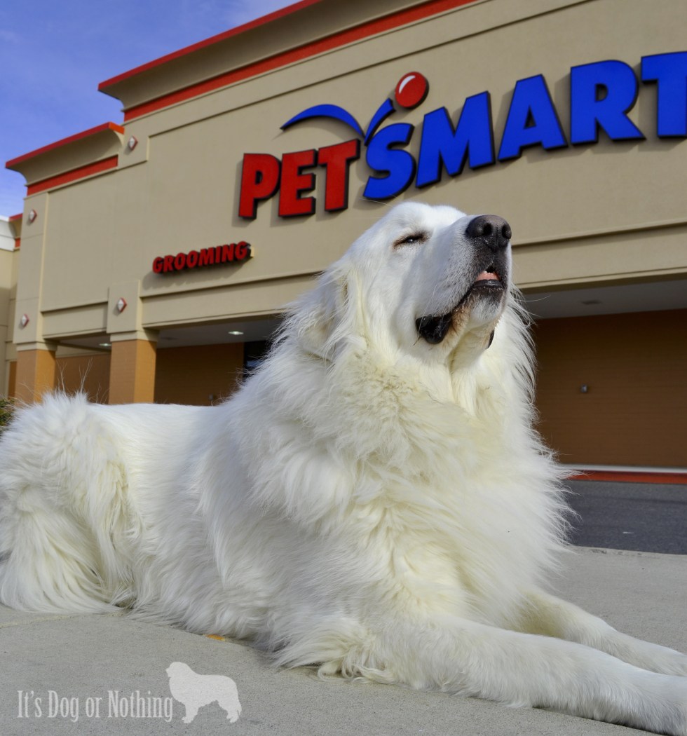 Have you heard about PetSmart's biggest philanthropic event, Buy a Bag, Give a Meal. Check out this easy way to help feed pets in need!