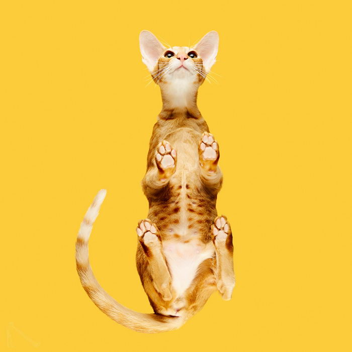 Фотографии Andrius Burba: кошки, вид снизу Фотографии Andrius Burba: кошки, вид снизу