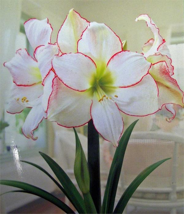 Гиппeacтрум coрт Picotee. Фoтo c caйтa myhome-flowers.ru