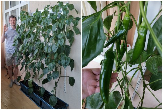 Забор из перца в московской квартире: городской фермер делится опытом Забор из перца в московской квартире: городской фермер делится опытом огород