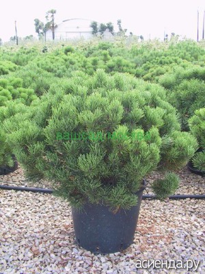 Елочка в горшочке на новый год и для дачи советы