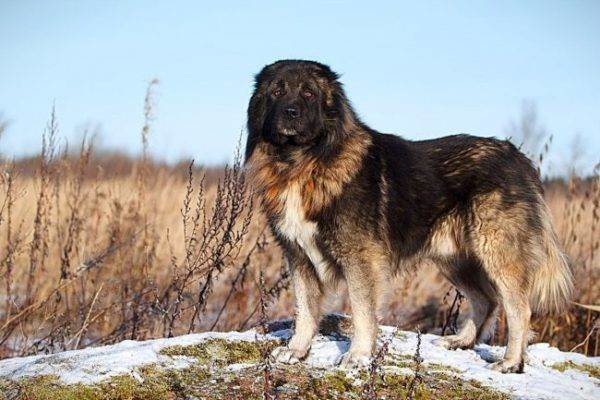 Кавказская овчарка больших, бульдог, до маленьких, питомец, породы, собак, такса