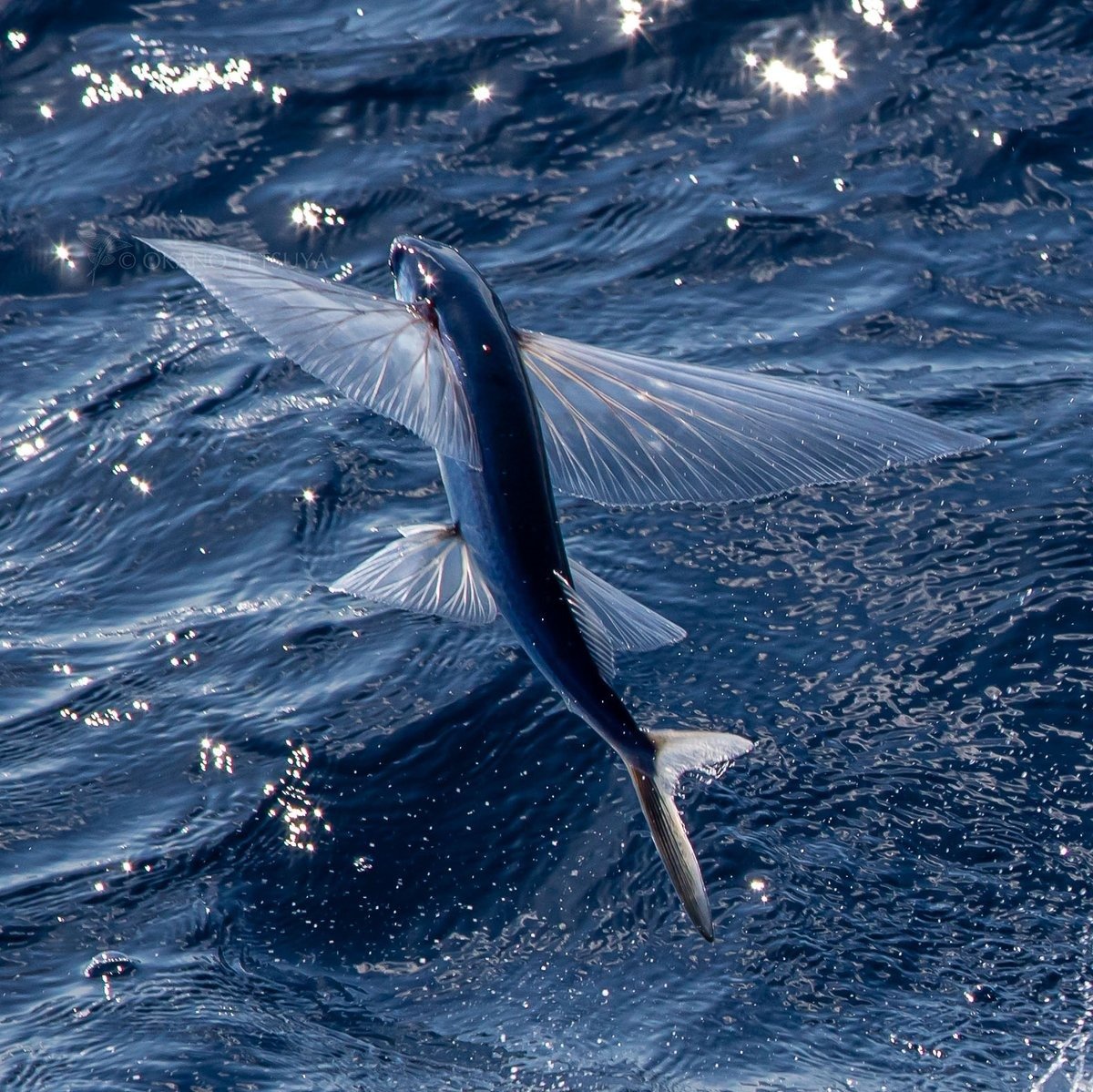 Летающая рыба, Летучая рыба – Exocoetidae