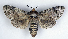 Cossus cossus1.jpg