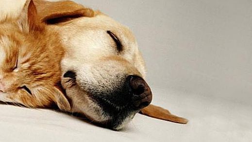 ТОП-10 интересных и удивительных фактов о собаках (10 фото)