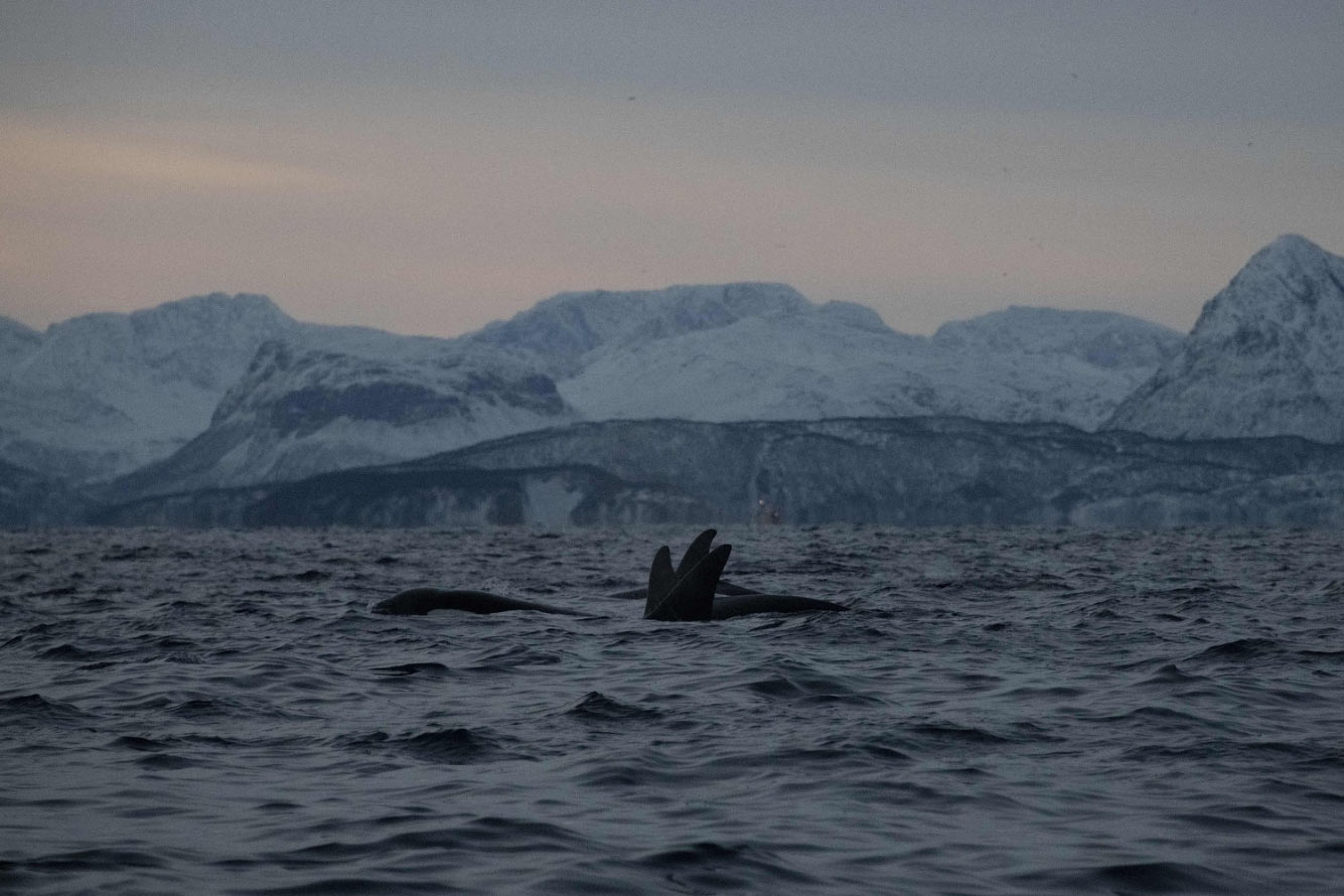 Заплыв с косатками полярной ночью животные,Путешествия,фото