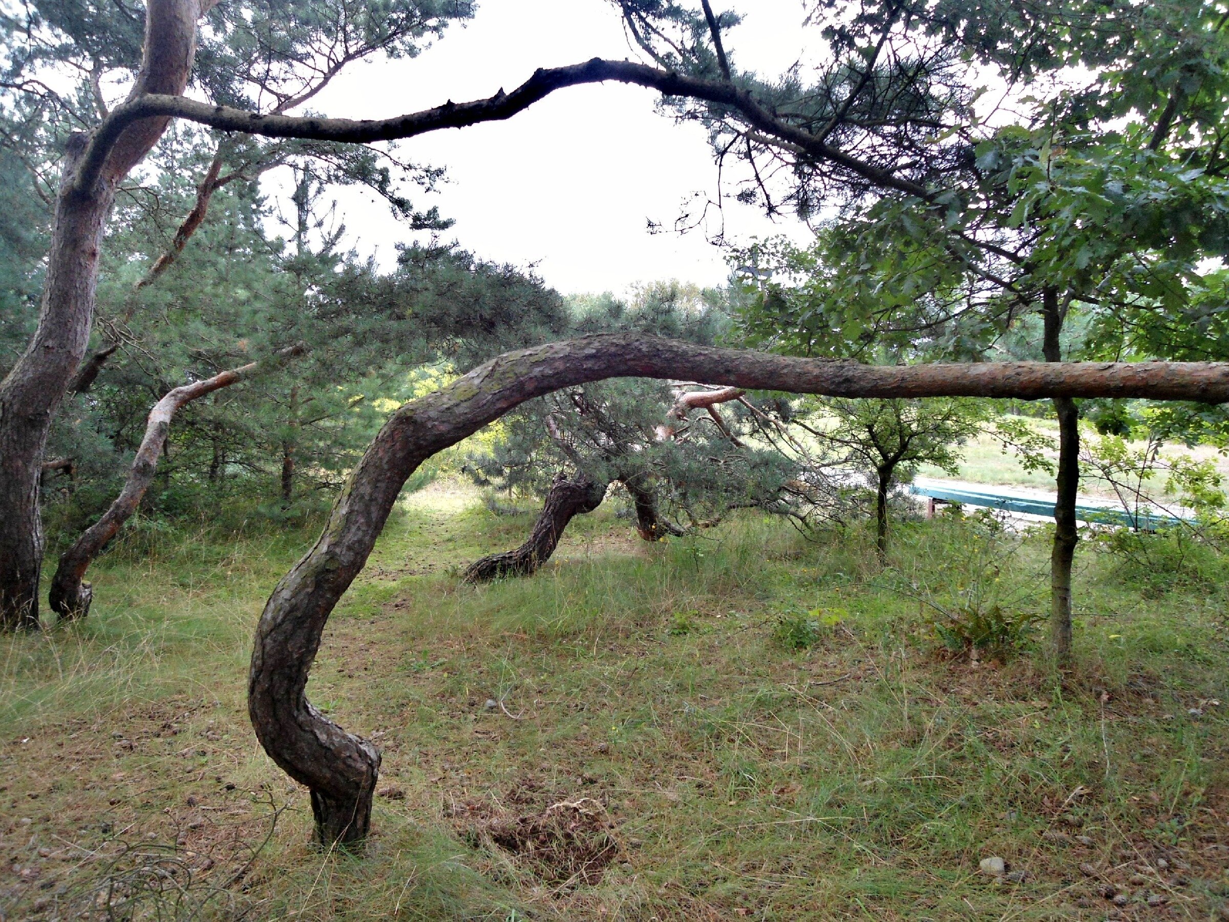 Немецкое мемориальное кладбище в Балтийске Немецкое мемориальное кладбище в Балтийске