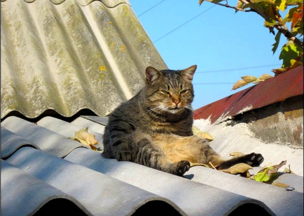 Смешной кот на крыше