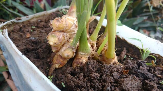 Корень имбиря очень легко выращивать, и как только вы начнете, вы сможете поддерживать запас имбиря в достаточном объеме. © pro-dachu  
