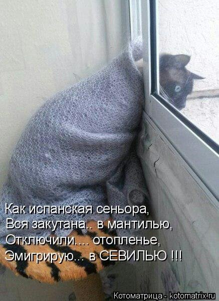 Новая котоматрица для всех (20 шт)