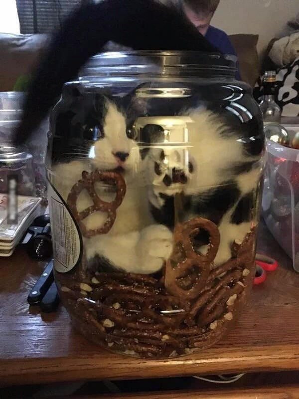 Ох, уж эти кошки